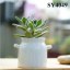 3.8 inches white mini pot flower