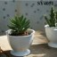 3.8 inches white cactus mini pot