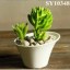 New product for sale succulent oval small pot