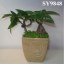 New design cheap mini ceramic bonsai pot