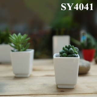 3 inches squared mini pot plant